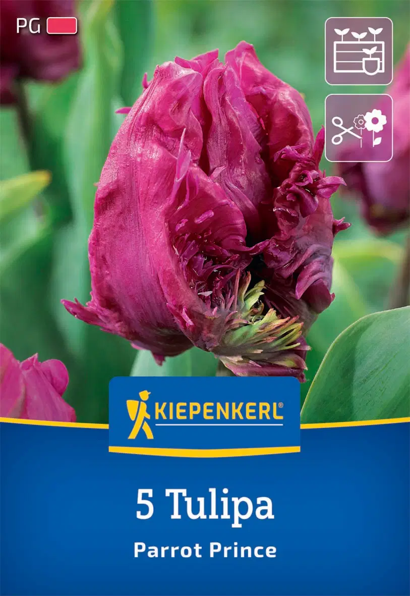 Tulipán papagájvirágú Parrot Prince (5 db/cs) 'PG-2' KIEPENKERL