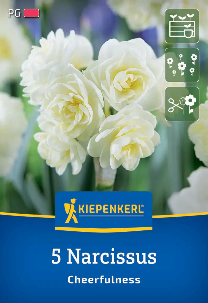 Nárcisz teltvirágú Cheerfulness (5 db/cs) 'PG-2' KIEPENKERL