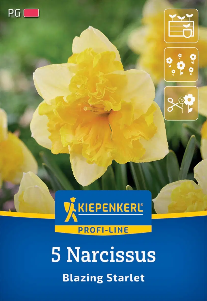 Nárcisz Blazing Starlet (5 db/cs) 'PG-2' KIEPENKERL