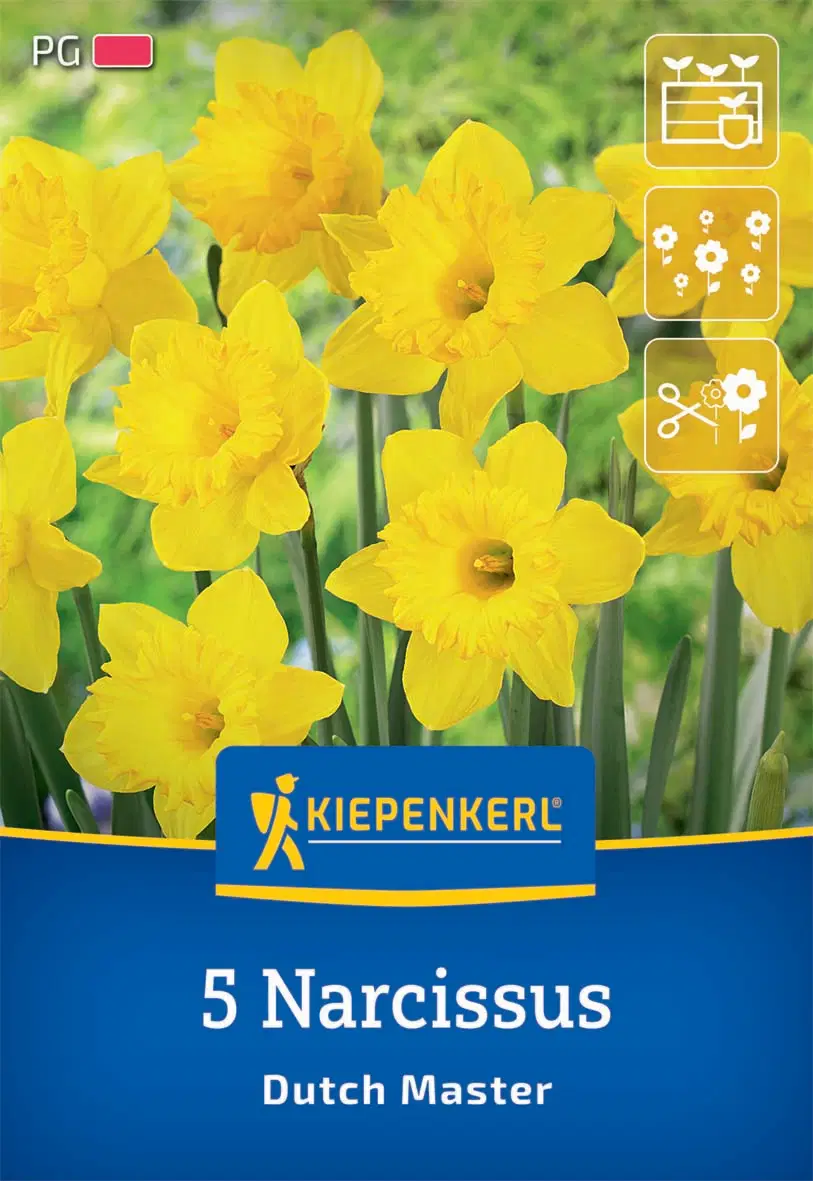 Nárcisz trombitavirágú Dutch Master (5 db/cs) 'PG-2' KIEPENKERL