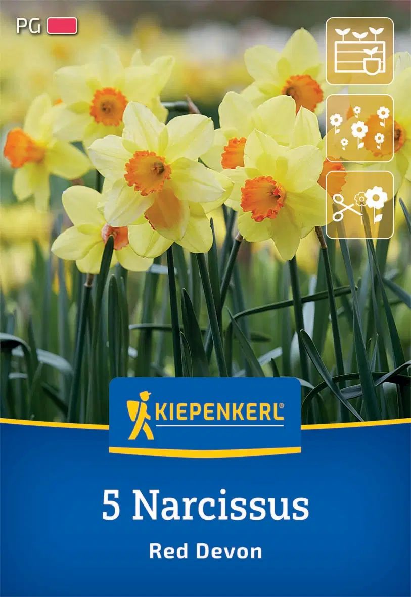 Nárcisz nagykoronájú Red Devon (5 db/cs) 'PG-2' KIEPENKERL