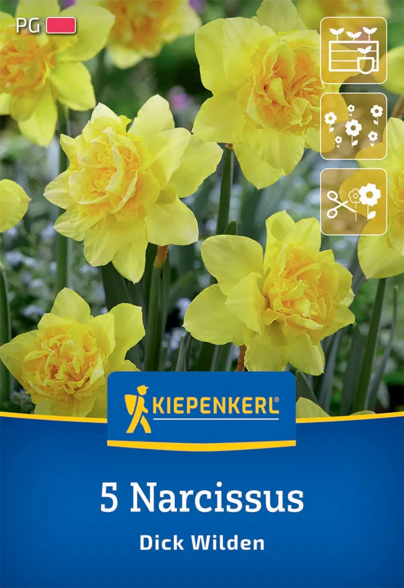 Nárcisz teltvirágú Dick Wilden (5 db/cs) 'PG-2' KIEPENKERL