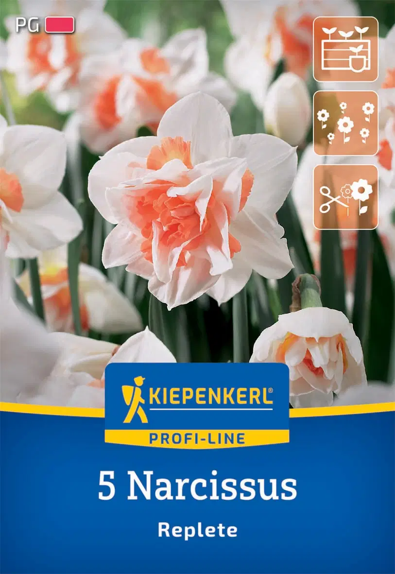 Nárcisz teltvirágú Replete (5 db/cs) 'PG-2' KIEPENKERL