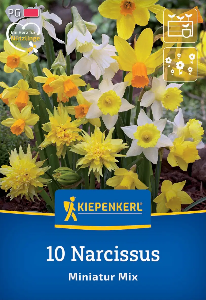 Nárcisz Miniatur-Mix (sziklakerti keverék) (10 db/cs) 'PG-2' KIEPENKERL