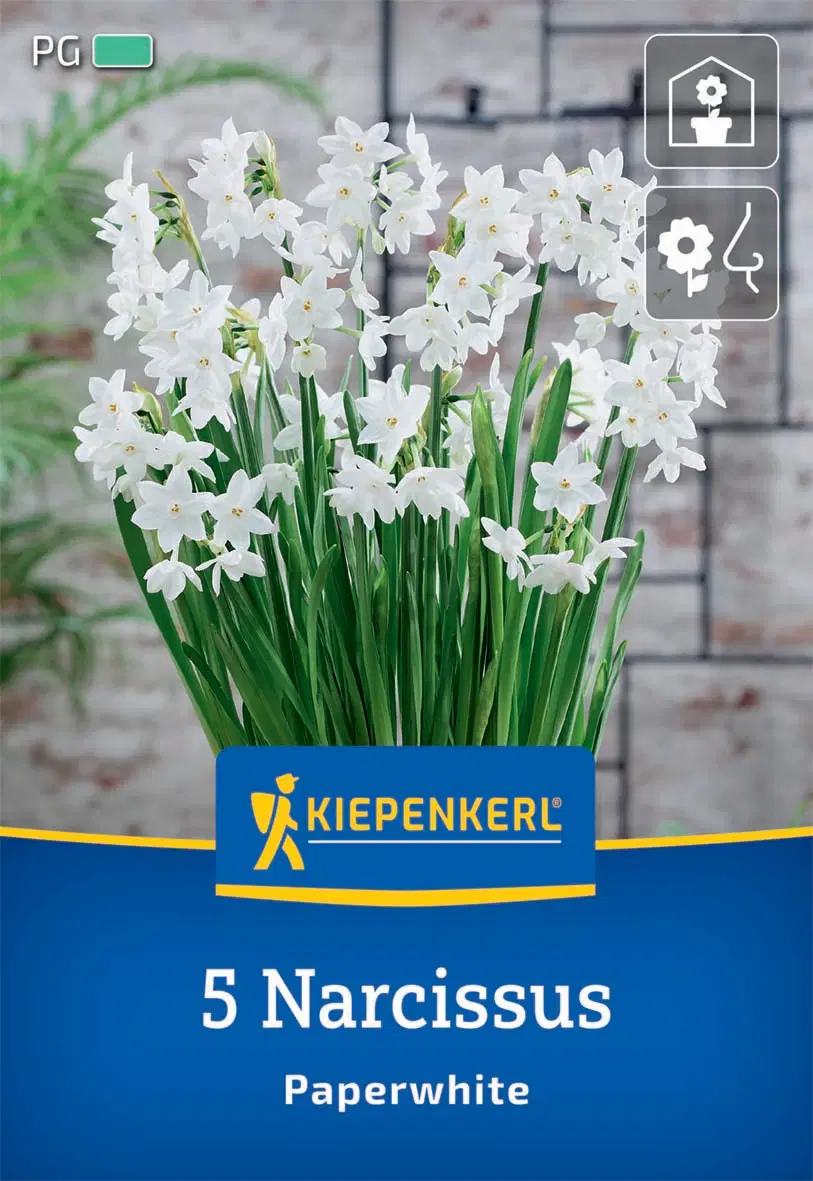 Nárcisz Paperwhite (5 db/cs) 'PG-3' KIEPENKERL