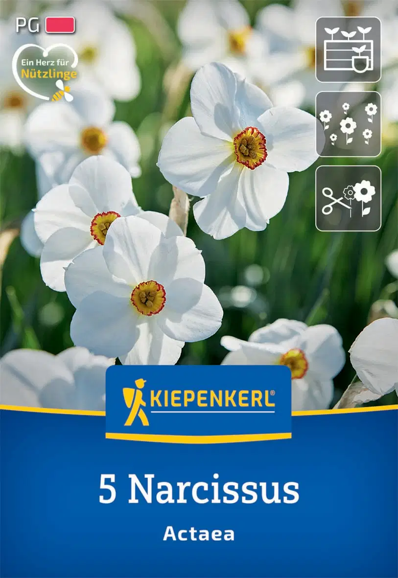 Nárcisz Actaea (5 db/cs) 'PG-2' KIEPENKERL