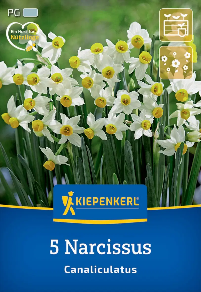 Nárcisz botanikai Canaliculatus (5 db/cs) 'PG-0' KIEPENKERL
