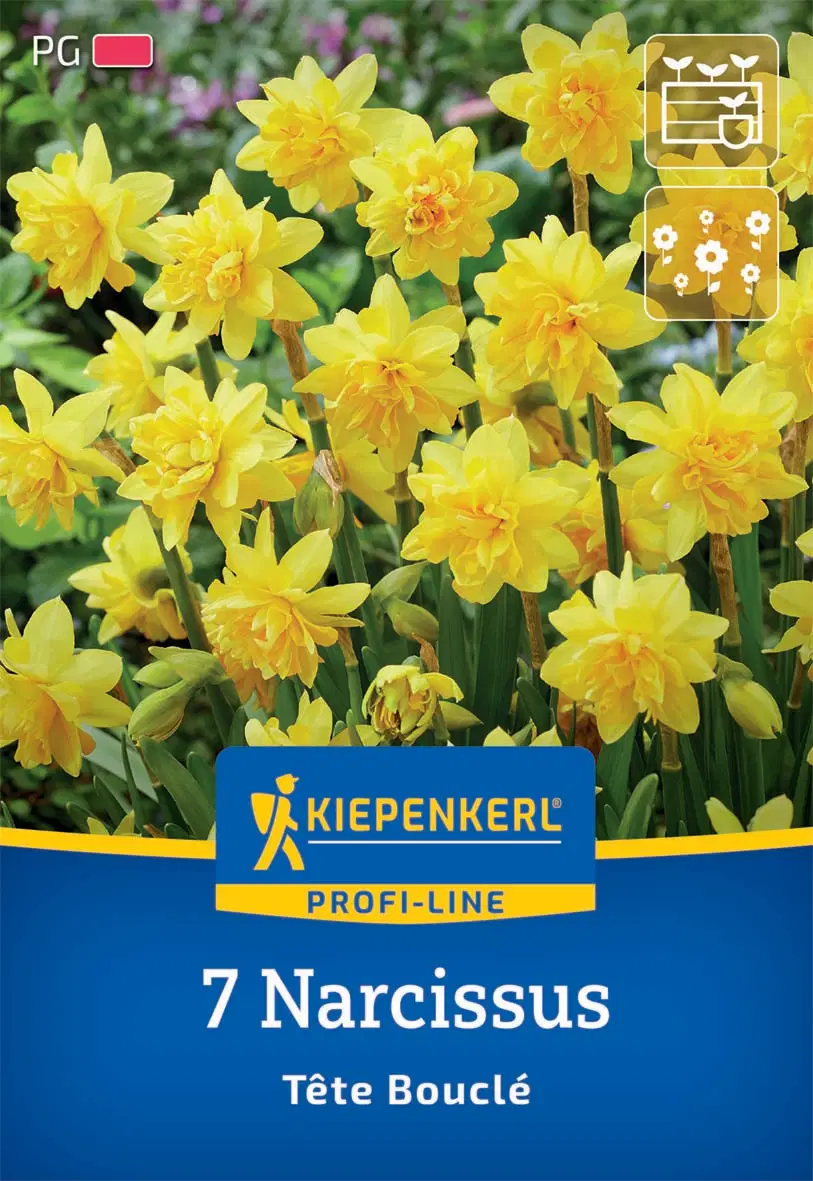 Nárcisz botanikai Tête Bouclé (7 db/cs) 'PG-2' KIEPENKERL