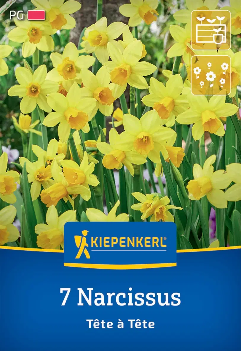 Nárcisz botanikai Tête à Tête (7 db/cs) 'PG-2' KIEPENKERL