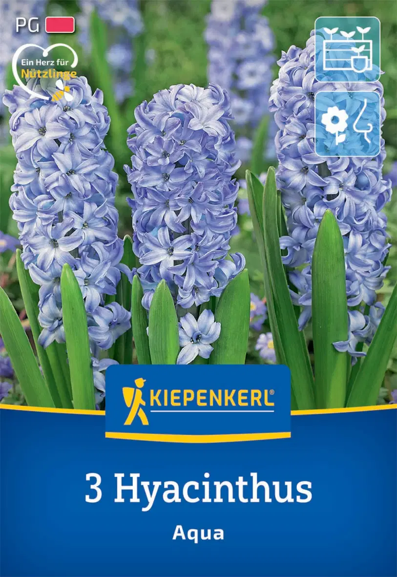 Jácint Aqua (3 db/cs) 'PG-2' KIEPENKERL
