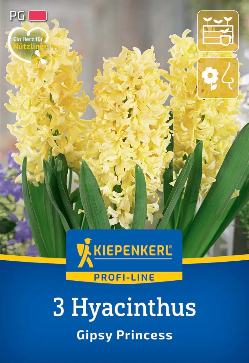 Jácint Gipsy Princess (3 db/cs) 'PG-2' KIEPENKERL