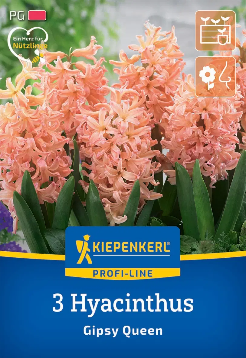 Jácint Gipsy Queen (3 db/cs) 'PG-2' KIEPENKERL
