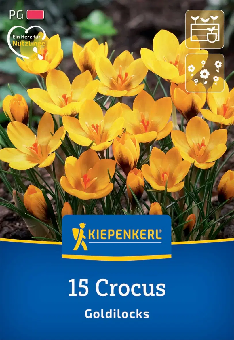 Krókusz botanikai Goldilocks (15 db/cs) 'PG-2' KIEPENKERL