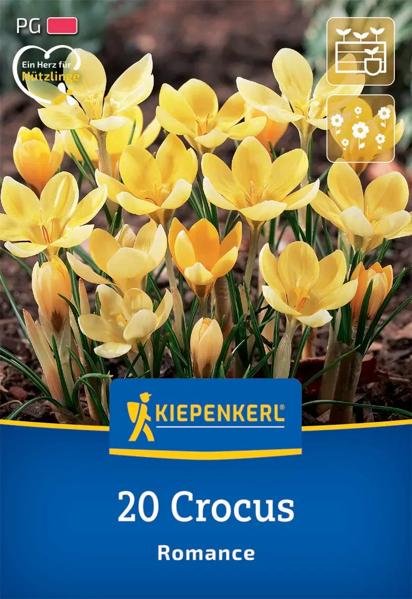 Krókusz botanikai Romance (20 db/cs) 'PG-2' KIEPENKERL