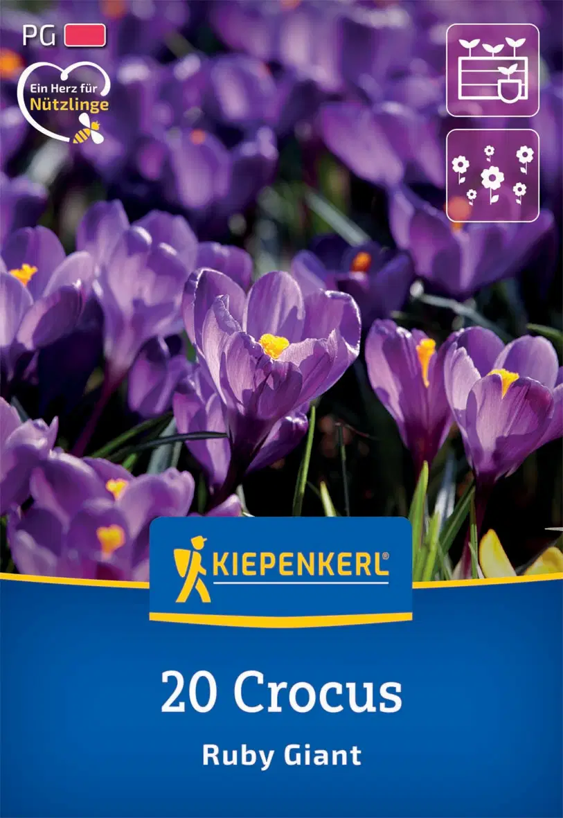 Krókusz botanikai Ruby Giant (20 db/cs) 'PG-2' KIEPENKERL