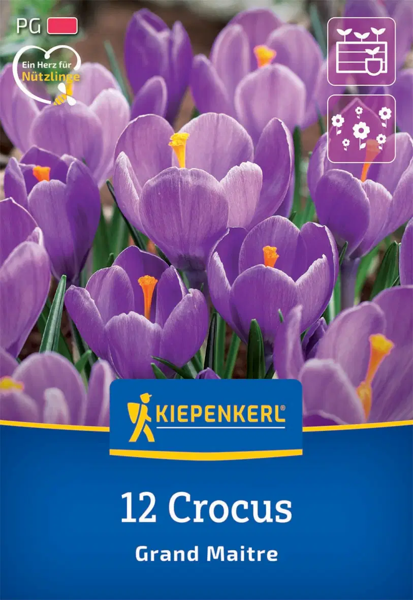 Krókusz nagyvirágú Grand Maitre (12 db/cs) 'PG-2' KIEPENKERL
