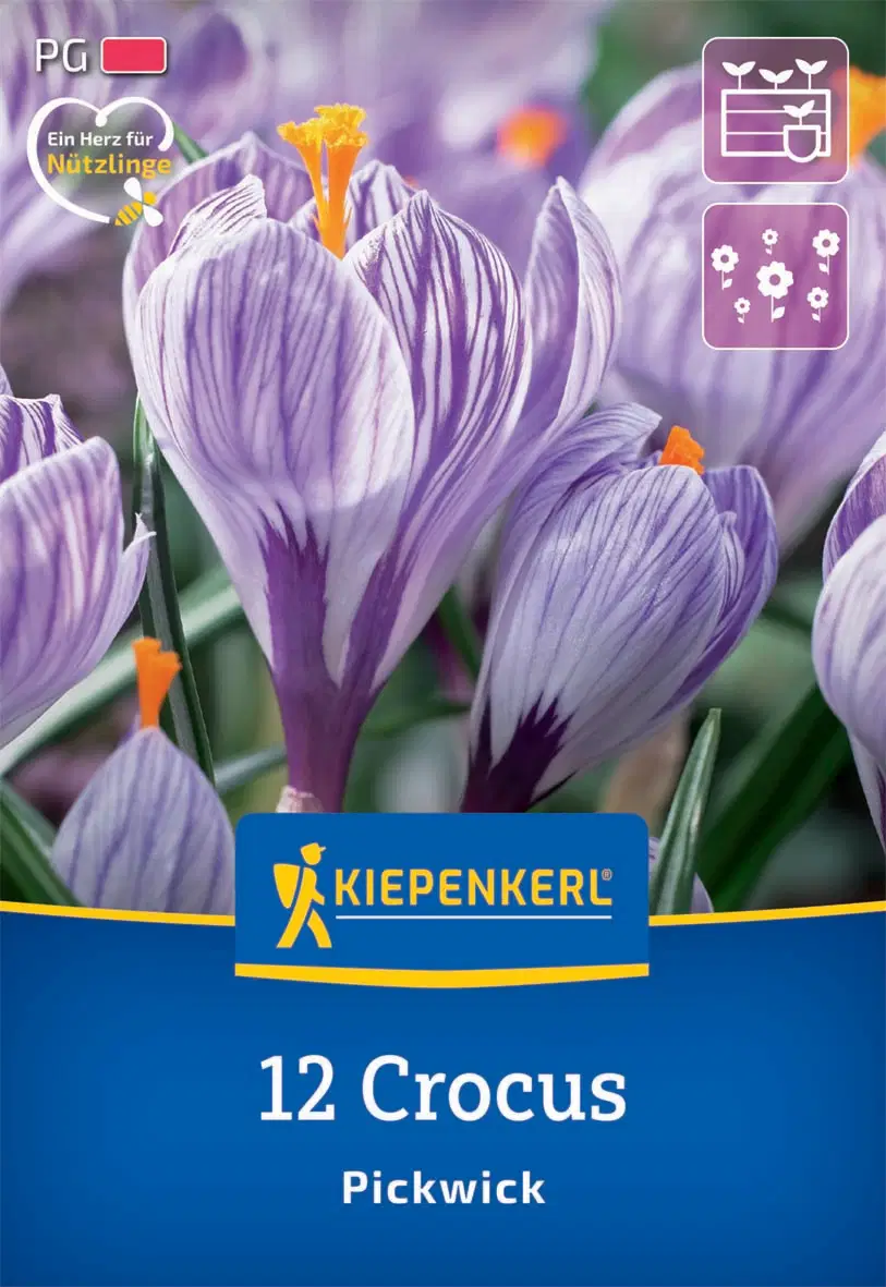Krókusz nagyvirágú Pickwick (12 db/cs) 'PG-2' KIEPENKERL