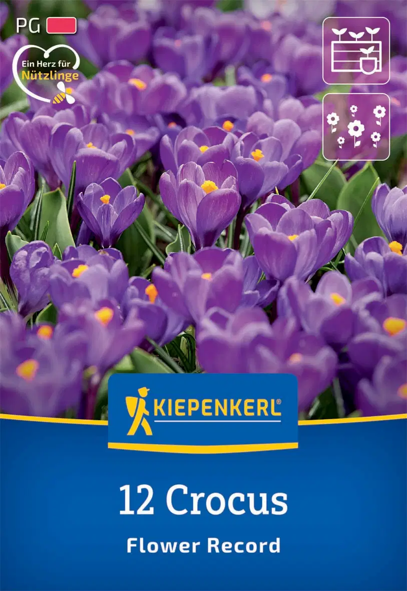 Krókusz nagyvirágú Flower Record (12 db/cs) 'PG-2' KIEPENKERL