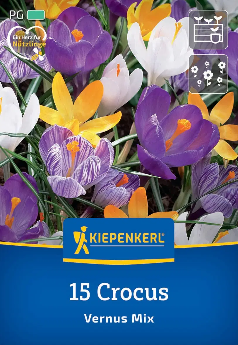 Krókusz nagyvirágú színkeverék (15 db/cs) 'PG-3' KIEPENKERL
