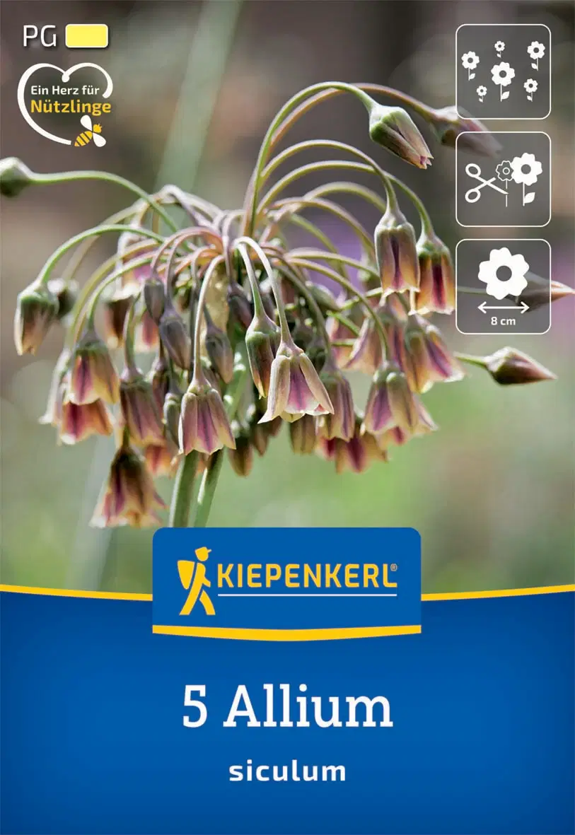 Díszhagyma (nektárhagyma) (5 db/cs) 'PG-1' KIEPENKERL