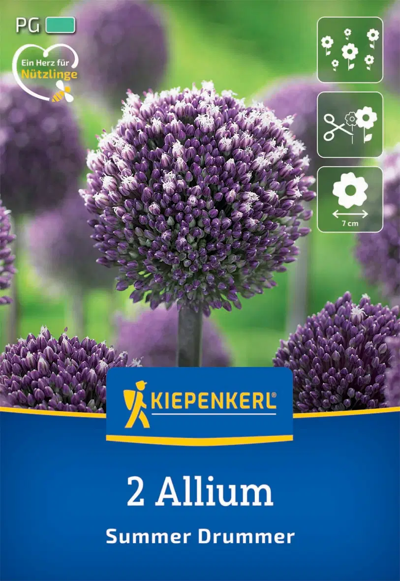 Díszhagyma Summer Drummer (2 db/cs) 'PG-3' KIEPENKERL