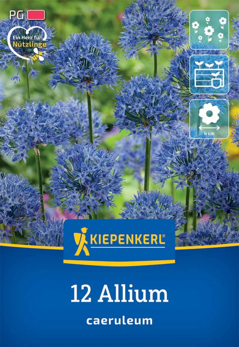 Díszhagyma (égkék hagyma) caeruleum (12 db/cs) 'PG-2' KIEPENKERL