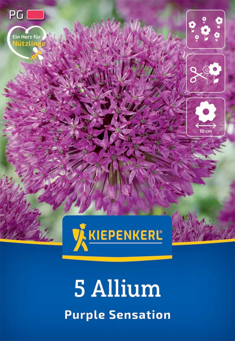 Díszhagyma Purple Sensation (5 db/cs) 'PG-2' KIEPENKERL