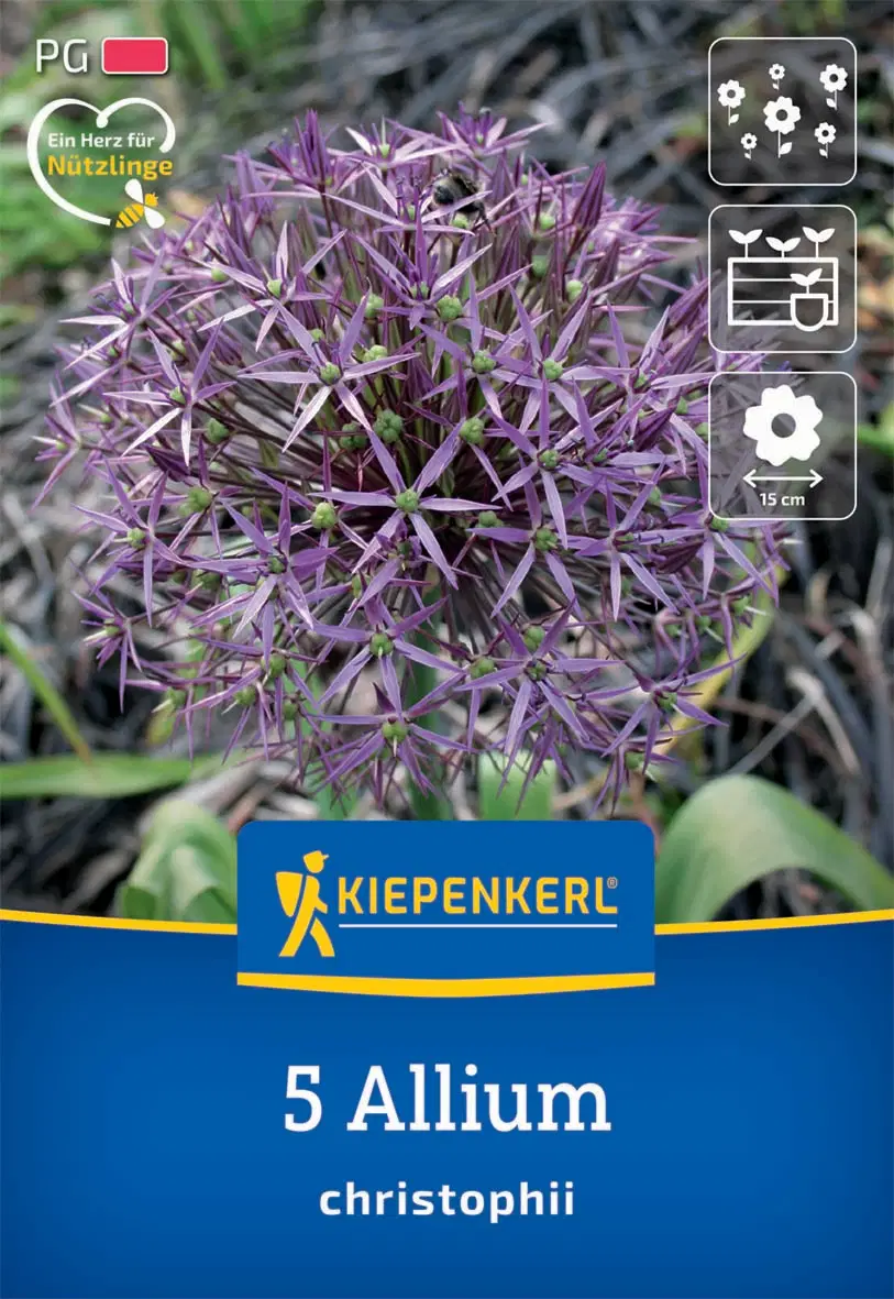 Díszhagyma (léggömb hagyma) (5 db/cs) 'PG-2' KIEPENKERL