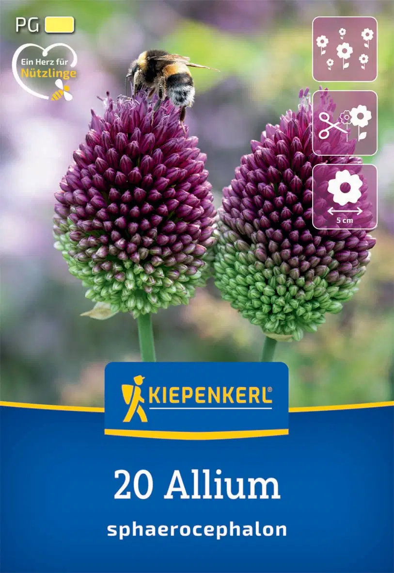 Díszhagyma (bunkós hagyma) (20 db/cs) 'PG-1' KIEPENKERL