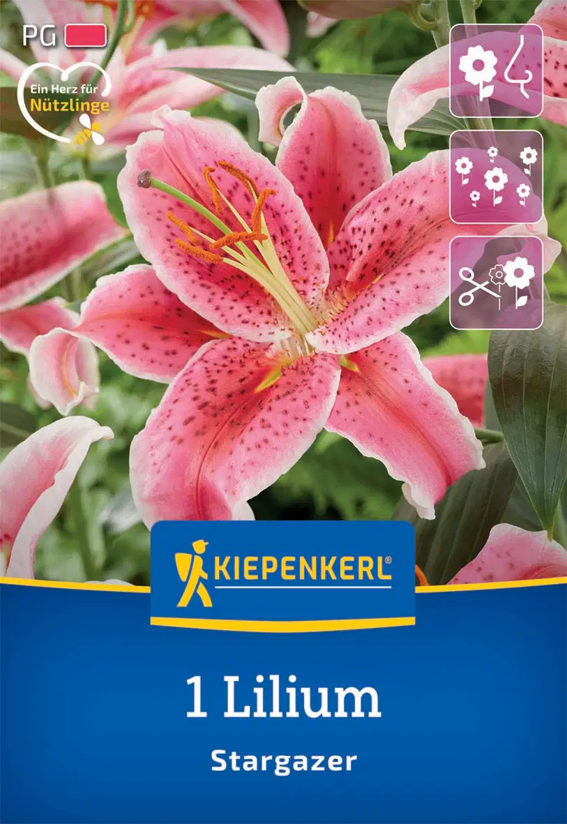 Liliom Stargazer (1 db/cs) 'PG-2' KIEPENKERL
