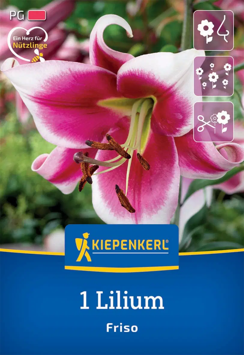 Liliom Friso (1 db/cs) 'PG-2' KIEPENKERL