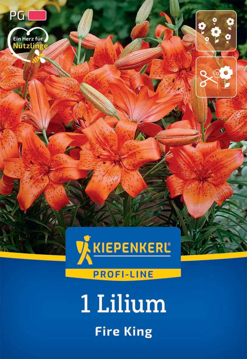 Liliom Fire King (1 db/cs) 'PG-2' KIEPENKERL