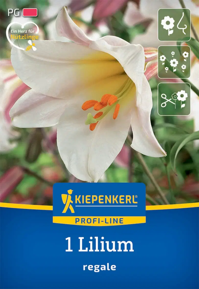 Liliom királyliliom regale (1 db/cs) 'PG-2' KIEPENKERL