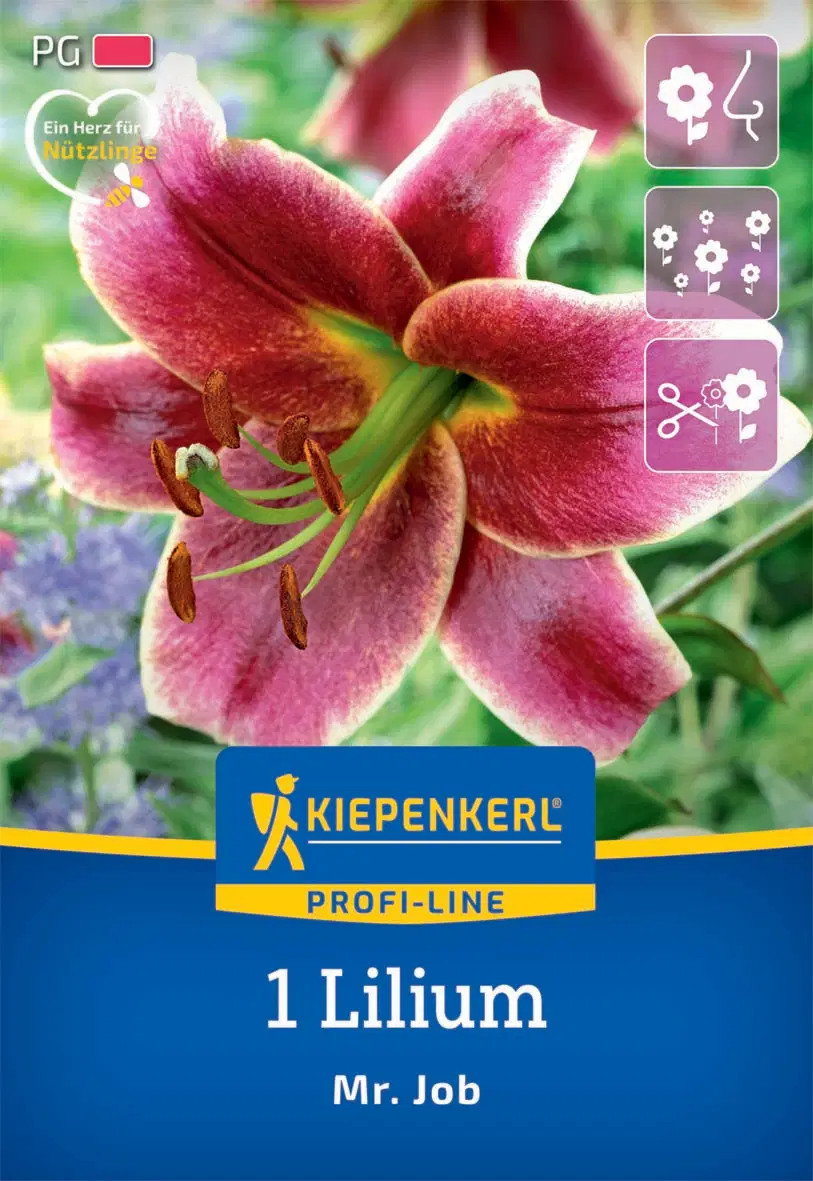 Liliom Mr. Job (1 db/cs) 'PG-2' KIEPENKERL