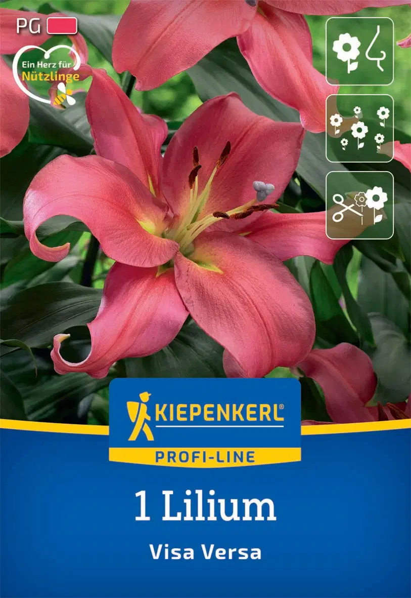 Liliom Visa Versa (1 db/cs) 'PG-2' KIEPENKERL