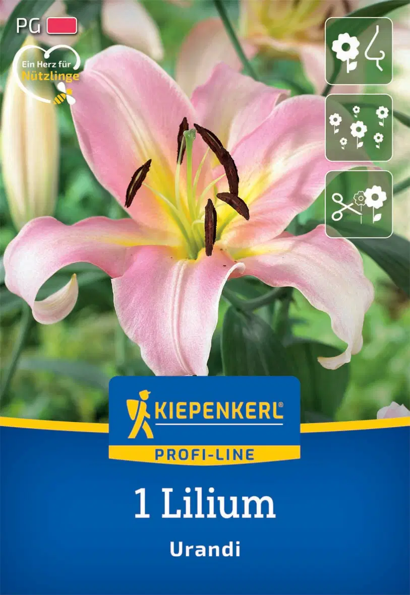 Liliom Urandi (1 db/cs) 'PG-2' KIEPENKERL