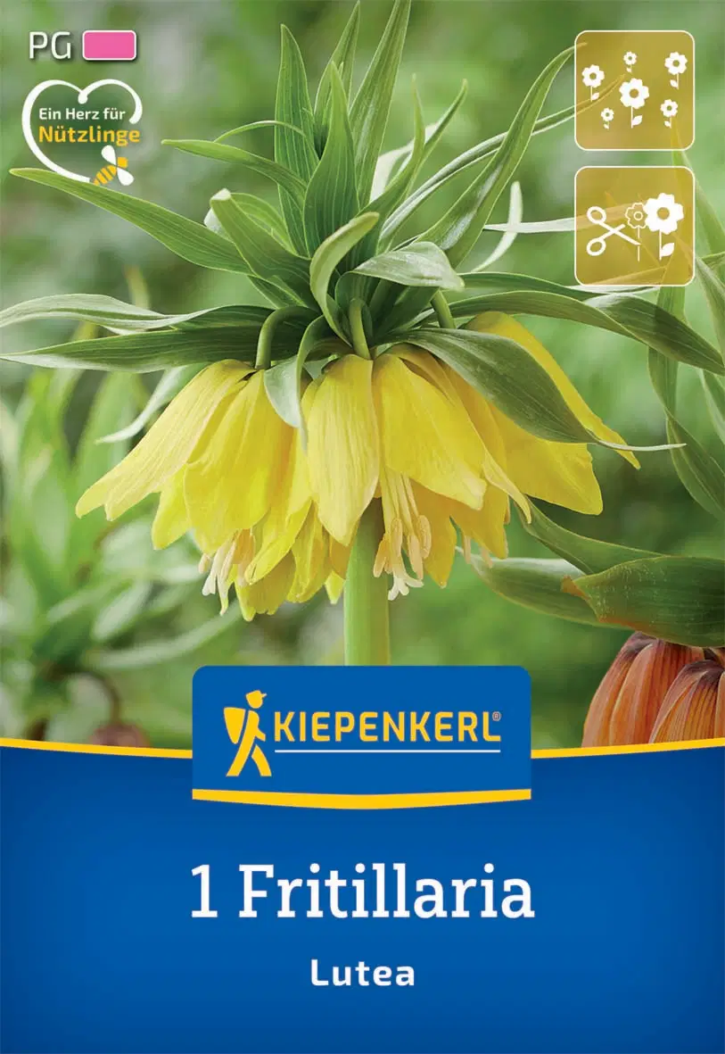 Császárkorona Lutea (1 db/cs) 'PG-4' KIEPENKERL
