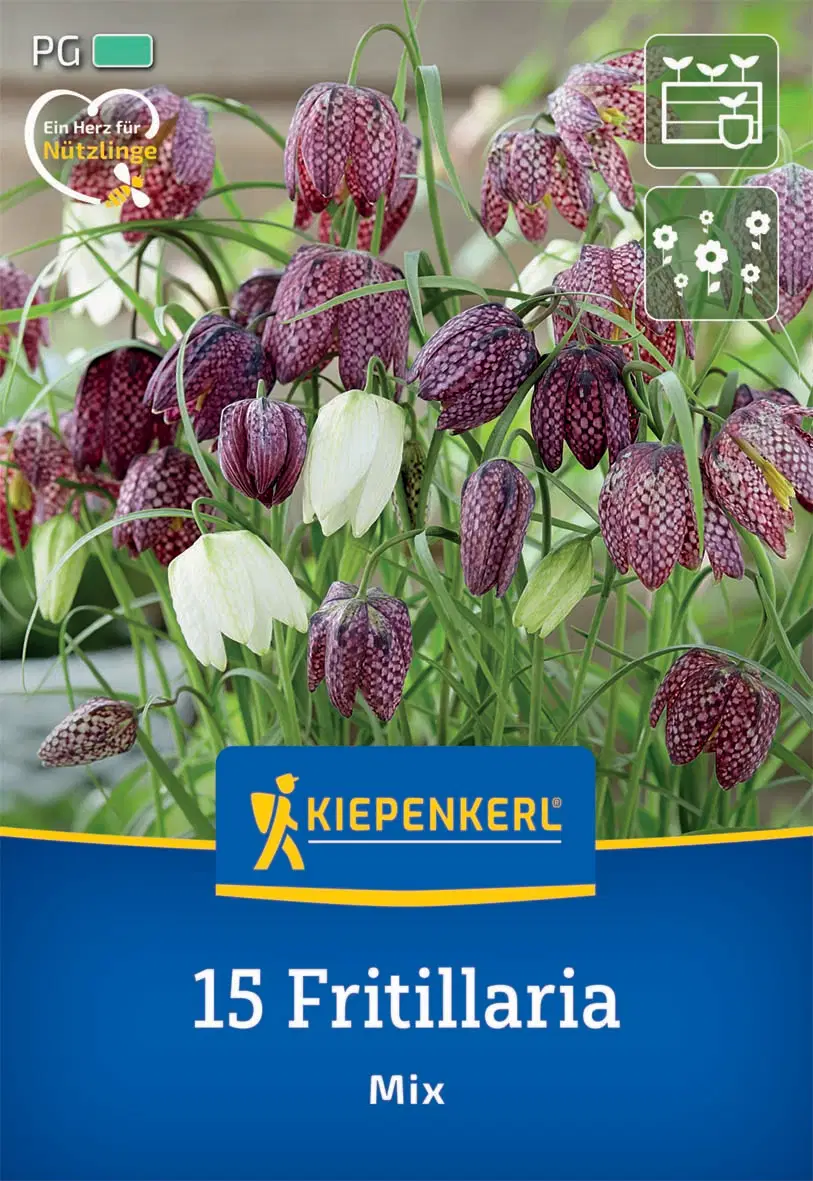 Kockás liliom Mix (15 db/cs) 'PG-3' KIEPENKERL