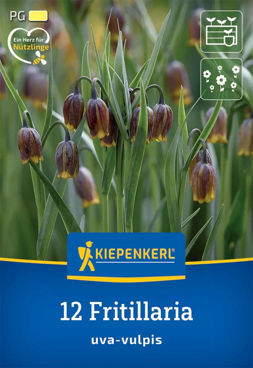 Asszír kockásliliom (12 db/cs) 'PG-1' KIEPENKERL