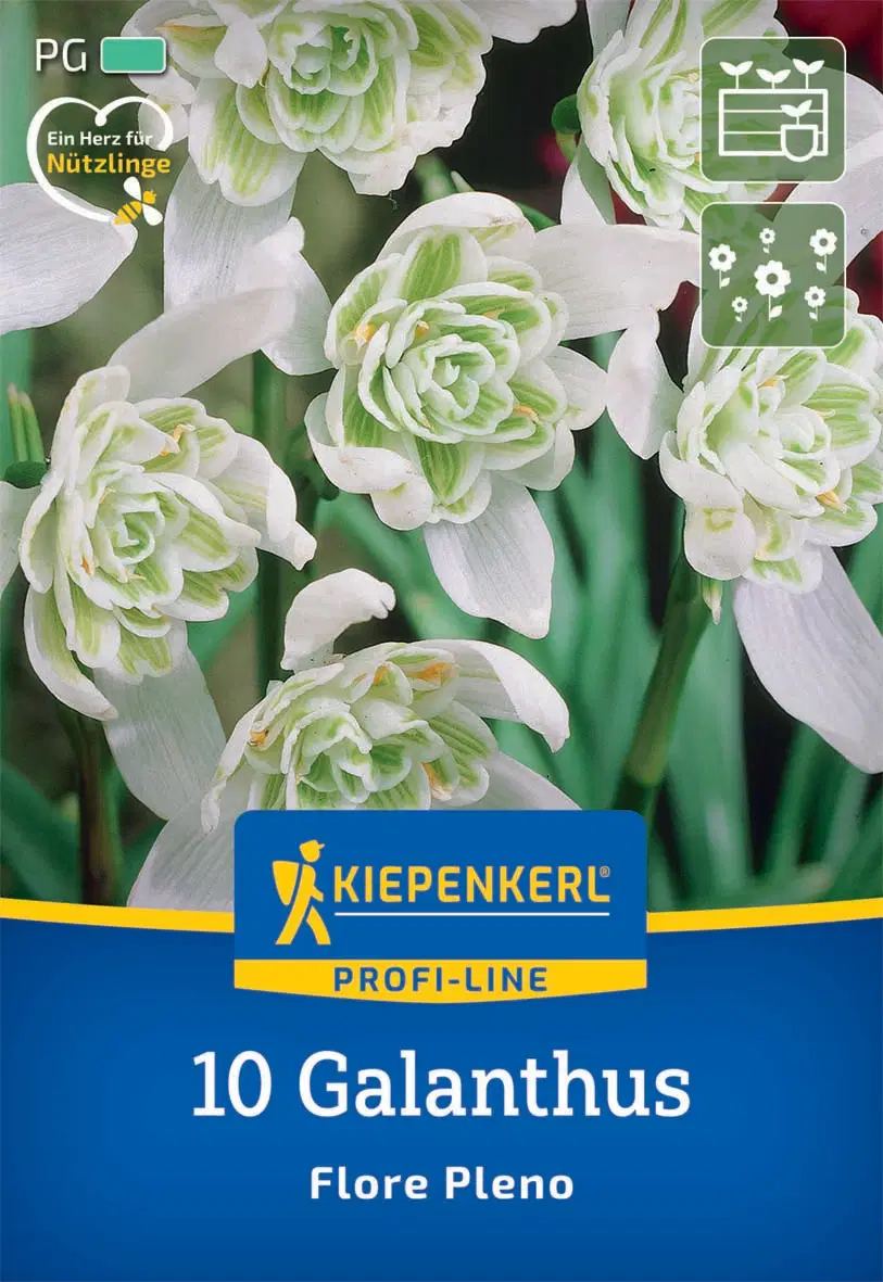 Hóvirág (Galanthus Flore Pleno) (10 db/cs) 'PG-3' KIEPENKERL