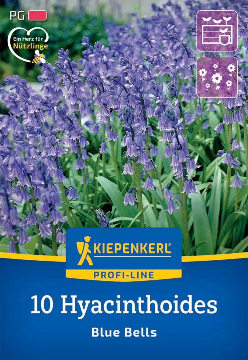 Kékcsengő Blue Bells (10 db/cs) 'PG-2' KIEPENKERL
