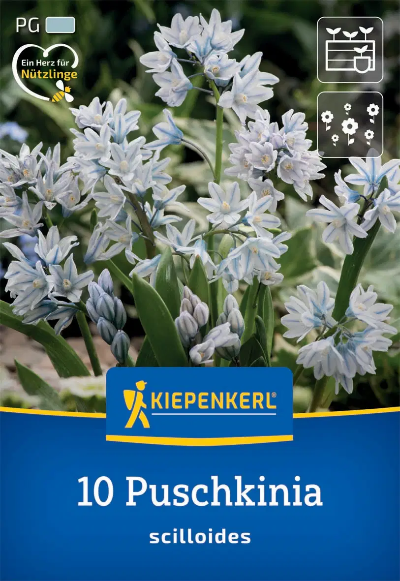 Csillagos Puskin-virág (10 db/cs) 'PG-0' KIEPENKERL