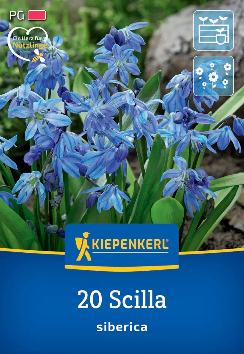 Bókoló csillagvirág (20 db/cs) 'PG-2' KIEPENKERL