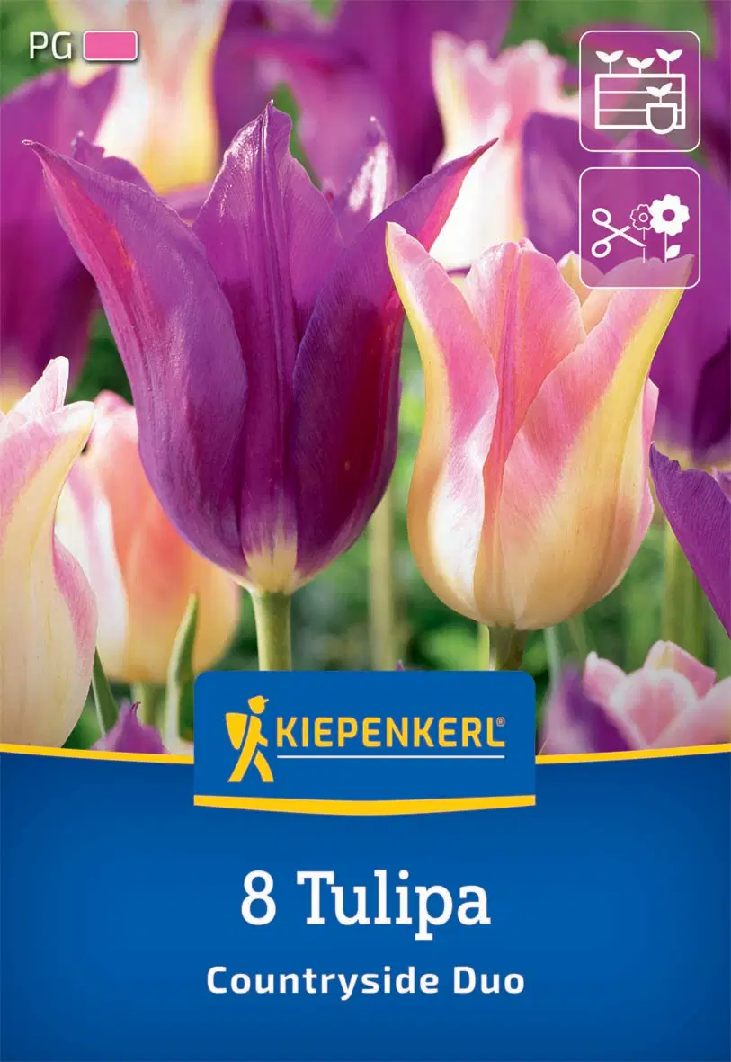 Tulipán-Duo Countryside (8 db/cs) 'PG-4' KIEPENKERL