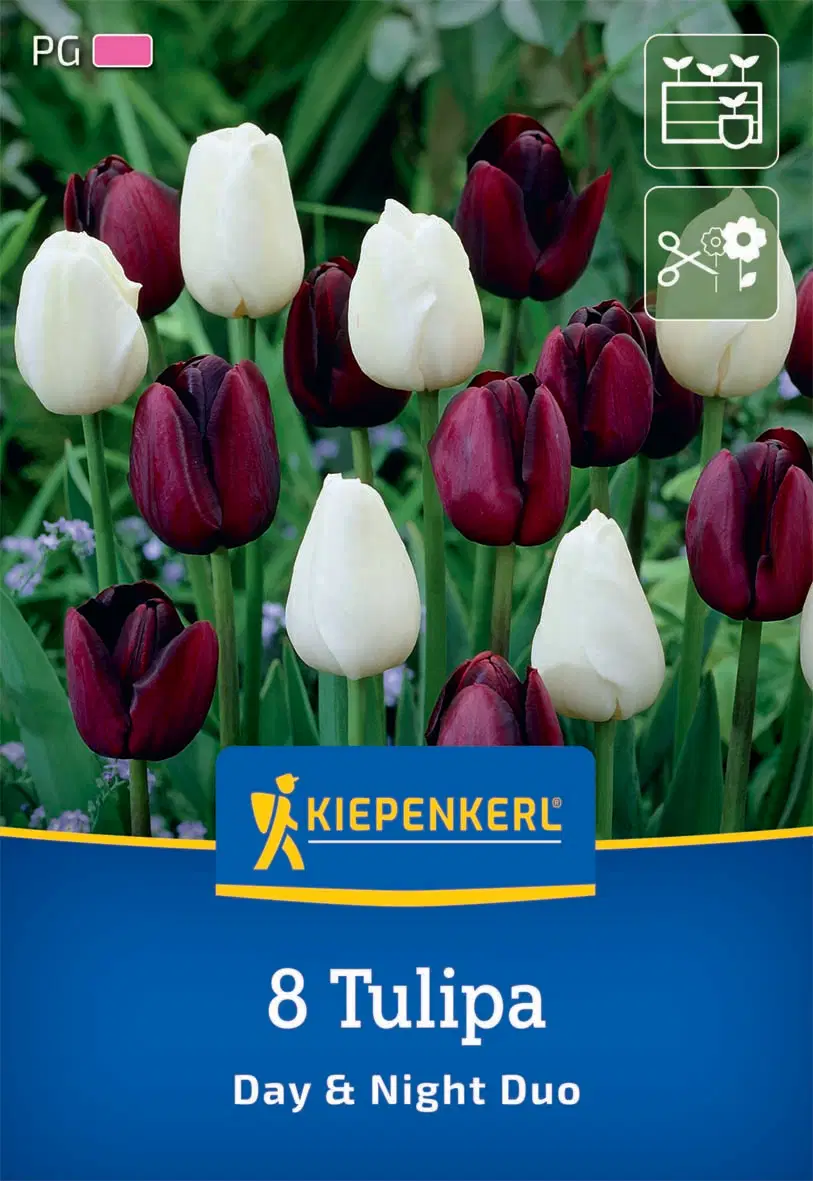 Tulipán-Duo Day & Night (8 db/cs) 'PG-4' KIEPENKERL