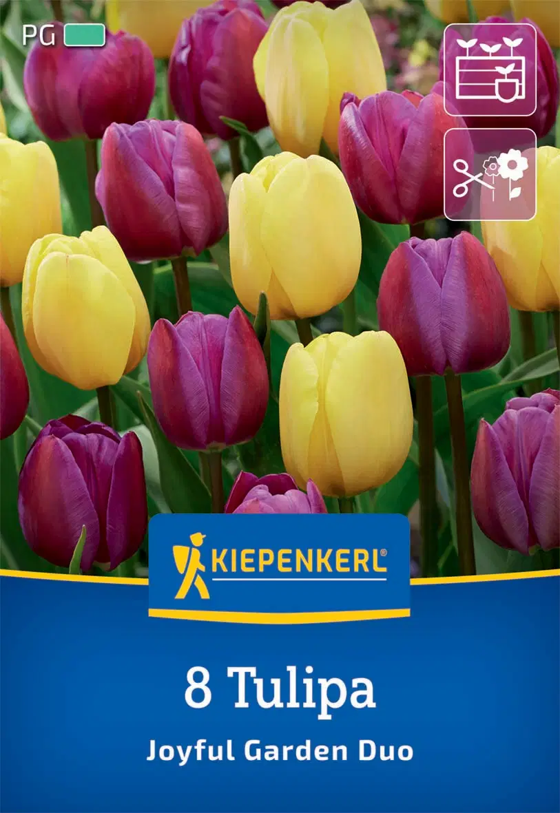 Tulipán Joyful Garden (8 db/cs) 'PG-3' KIEPENKERL