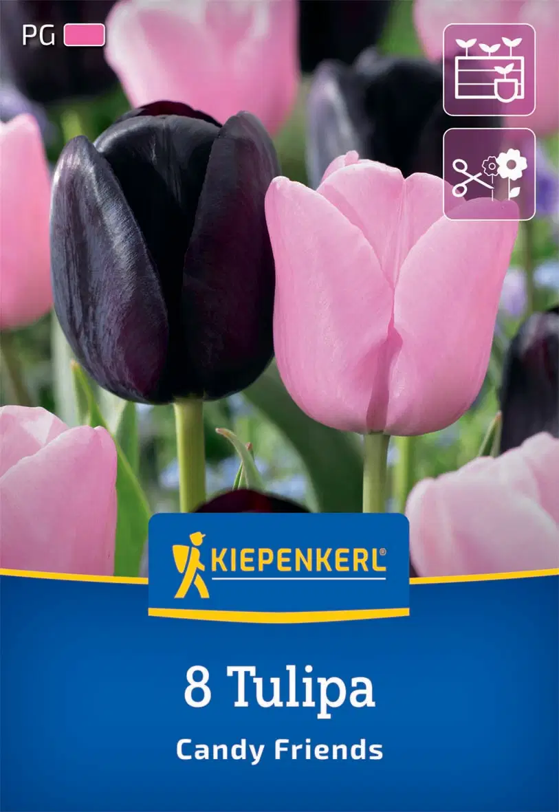 Tulipán Candy Friends (8 db/cs) 'PG-4' KIEPENKERL