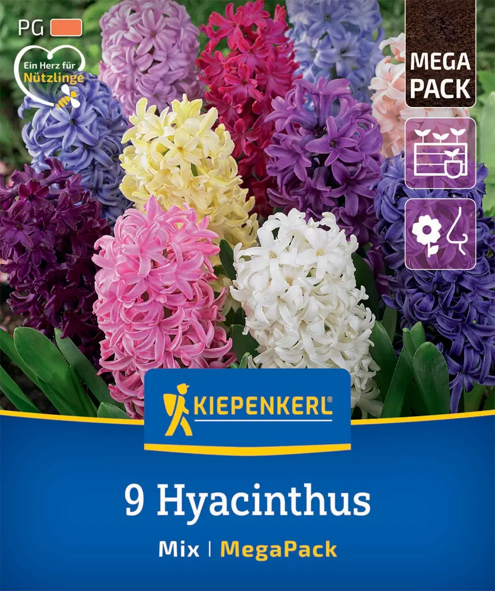Jácint színkeverék (9 db/cs) 'PG-5' Mega-Pack KIEPENKERL