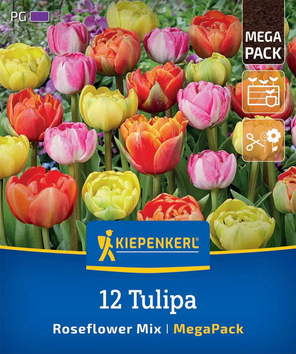 Tulipán Roseflower Mix (12 db/cs) 'PG-6' Mega-Pack KIEPENKERL