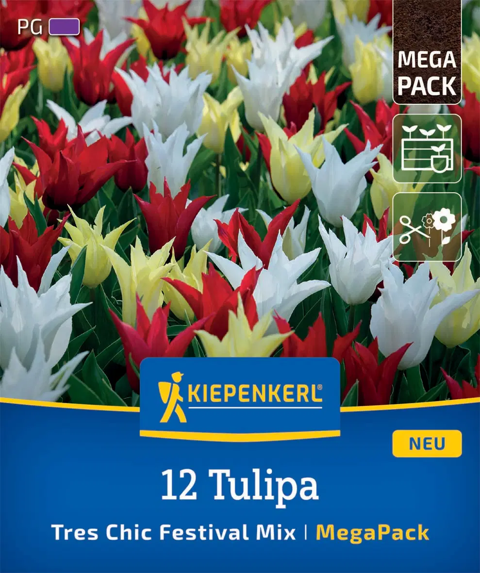 Tulipán Tres Chic Festival Mix (12 db/cs) 'PG-6' Mega-Pack KIEPENKERL